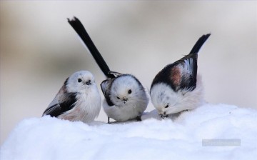  birds Painting - Snow Birds
